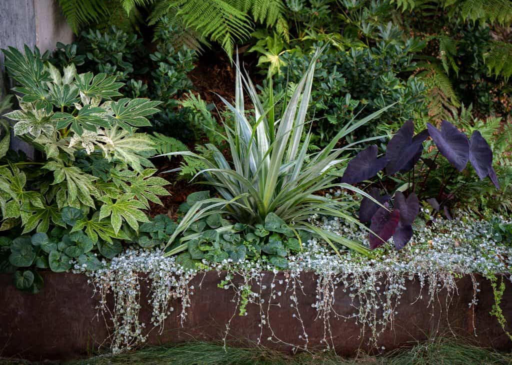 picture of a metal planter bed with textured plants growing