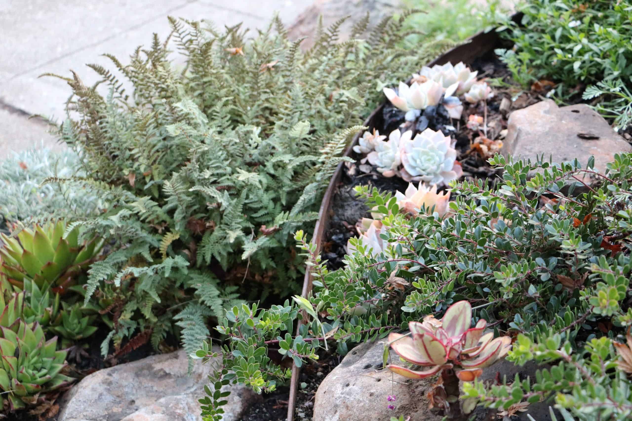Close up image of garden perennials and groundcovers with metal wall and stones