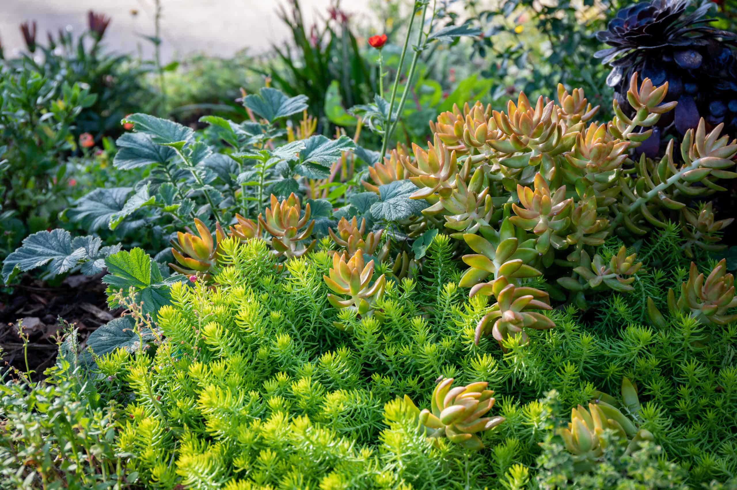 Close up picture of mixed groundcover plants